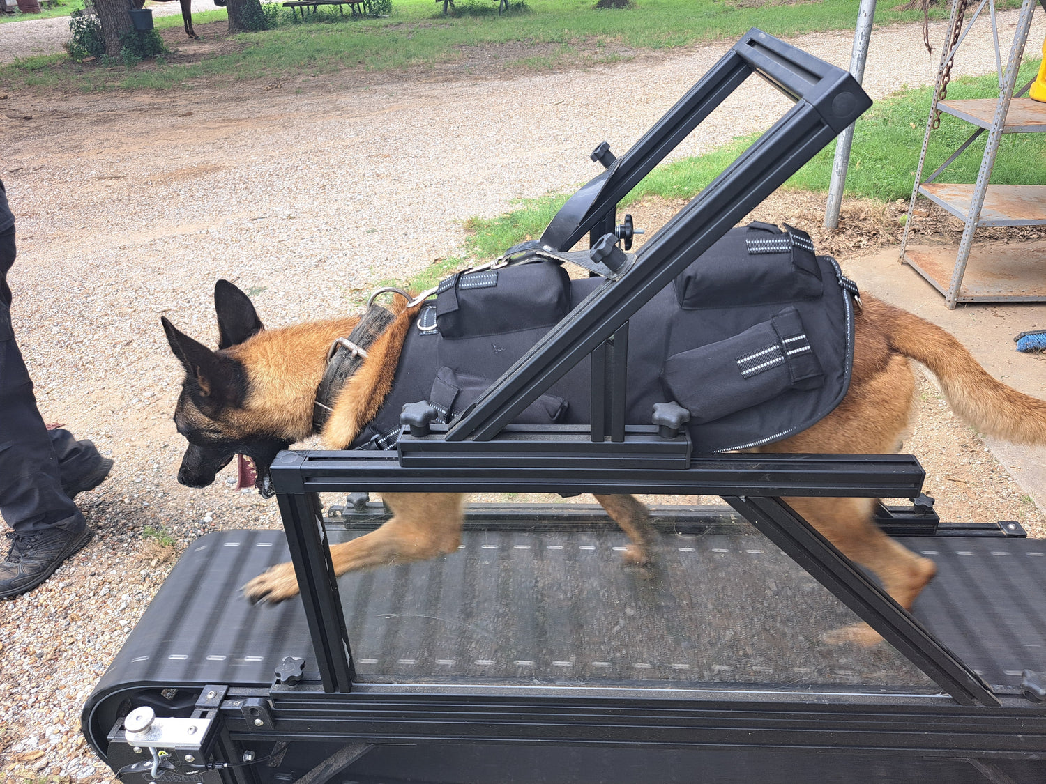 Canine Longevity: How Exercise and Weighted Vests Can Help Your Dog Live a Longer, Healthier Life