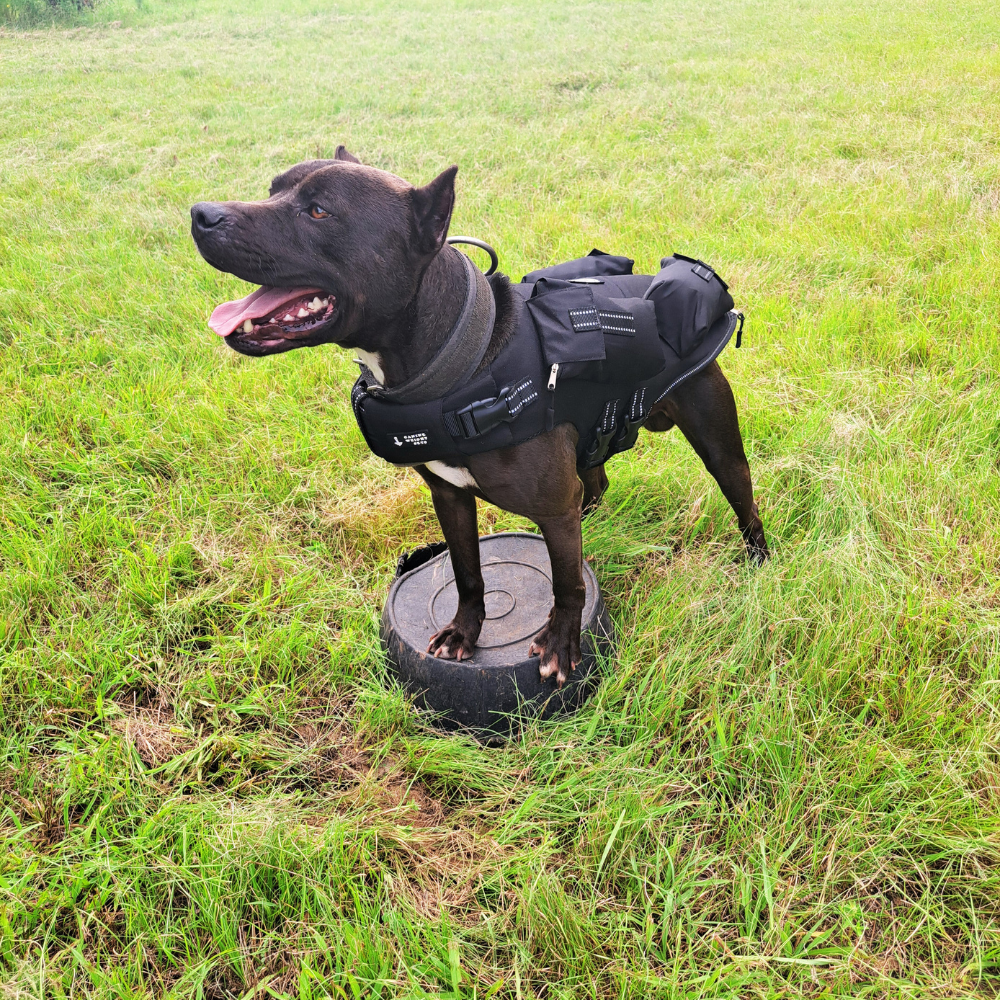 The Health Benefits of Weighted Vests for Dogs: What Every Pet Owner Should Know