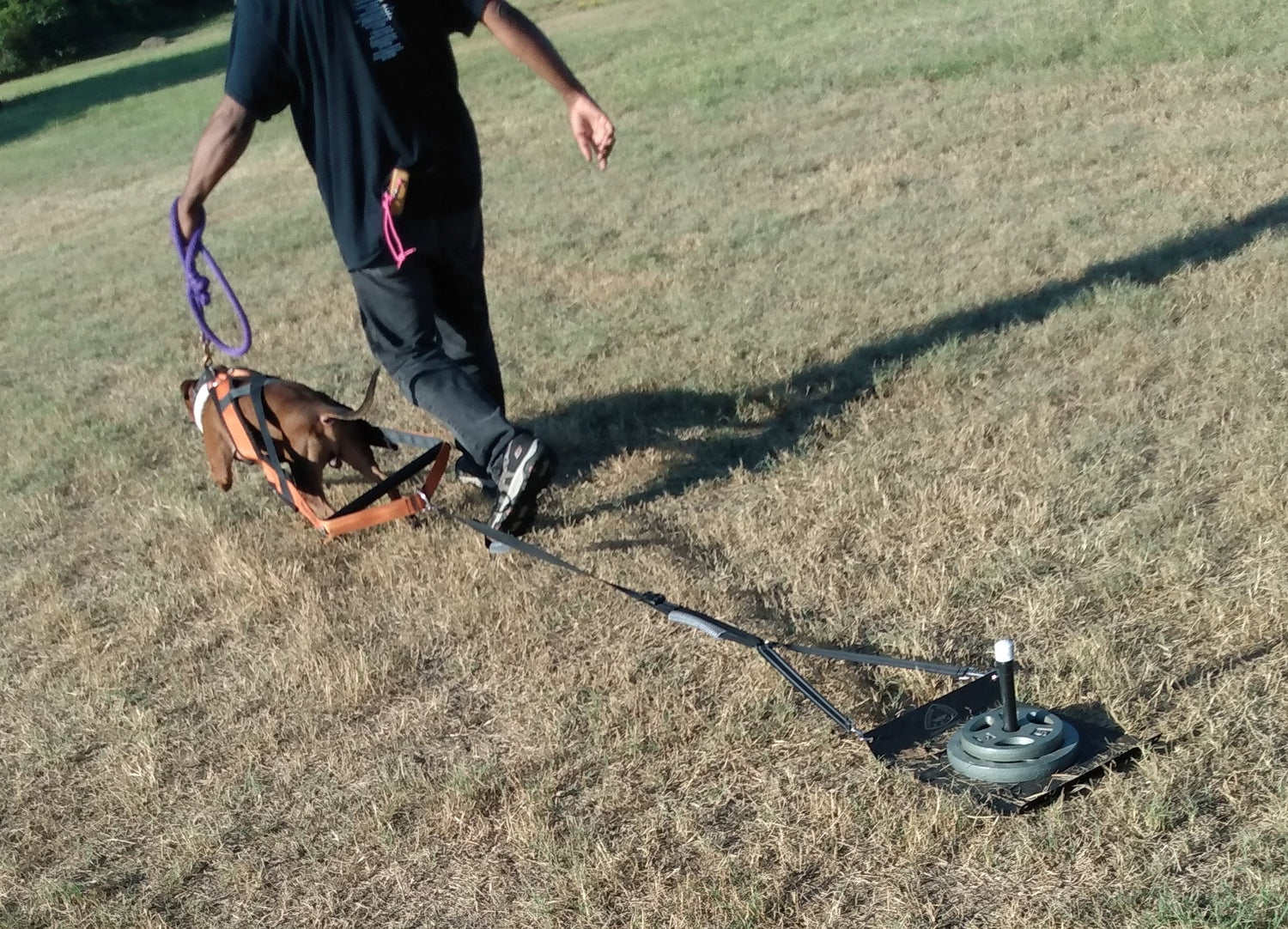 CWS Weighted Dog Sled™ and All In one Workout Unit!! - CANINE WEIGHT SET®