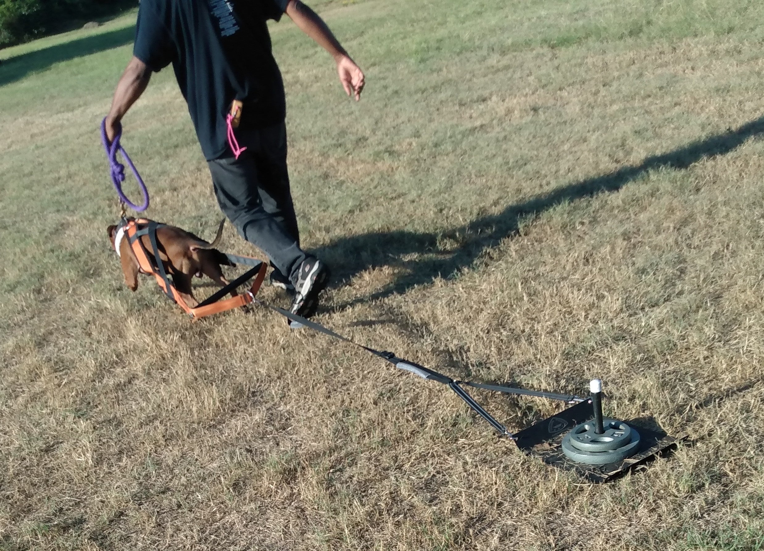 CWS Weighted Dog Sled™ and All In one Workout Unit!! - CANINE WEIGHT SET®