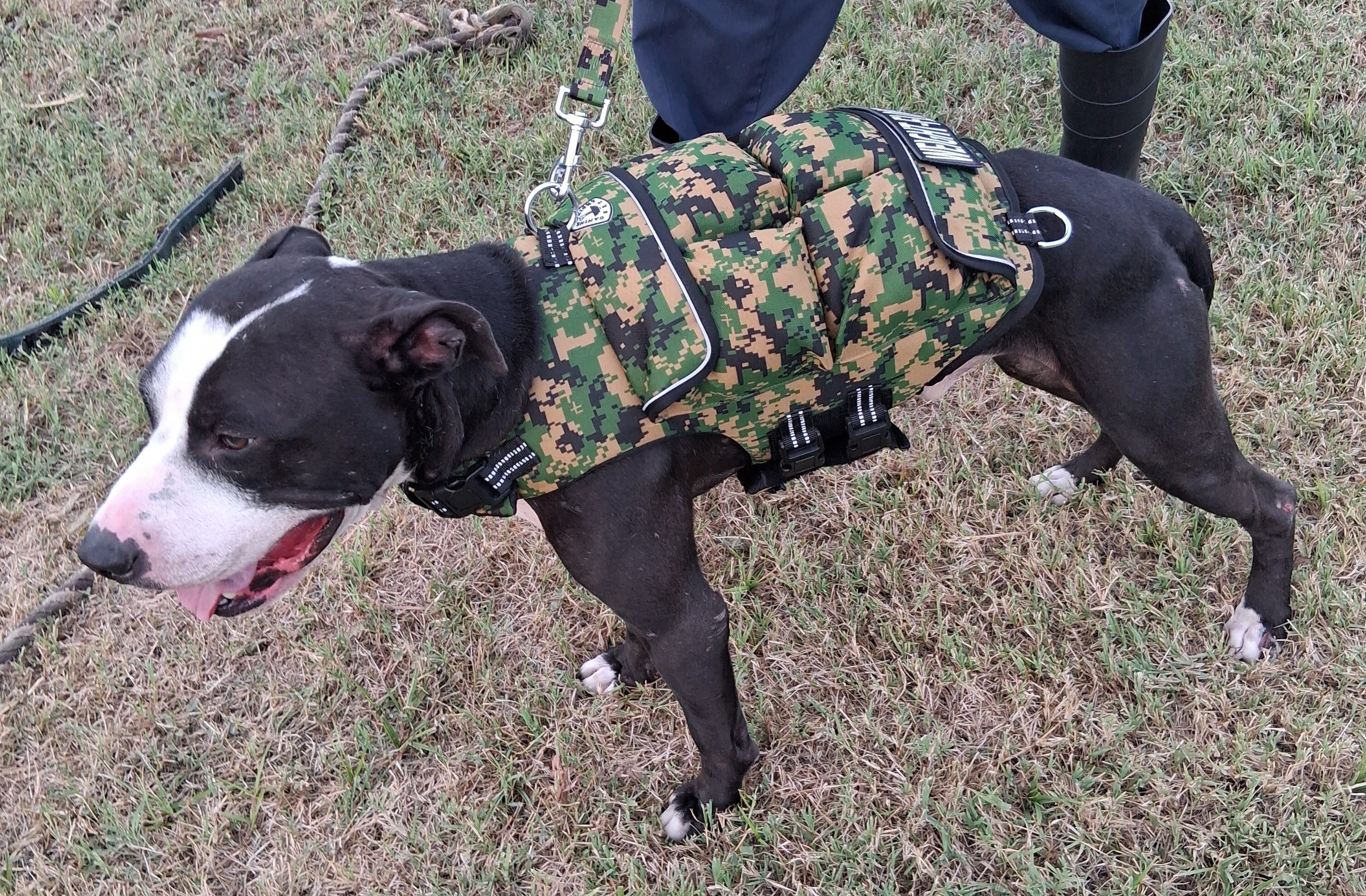 Weighted + Floatation Swimming + Pulling Attachment 3 In 1 Dog Vest