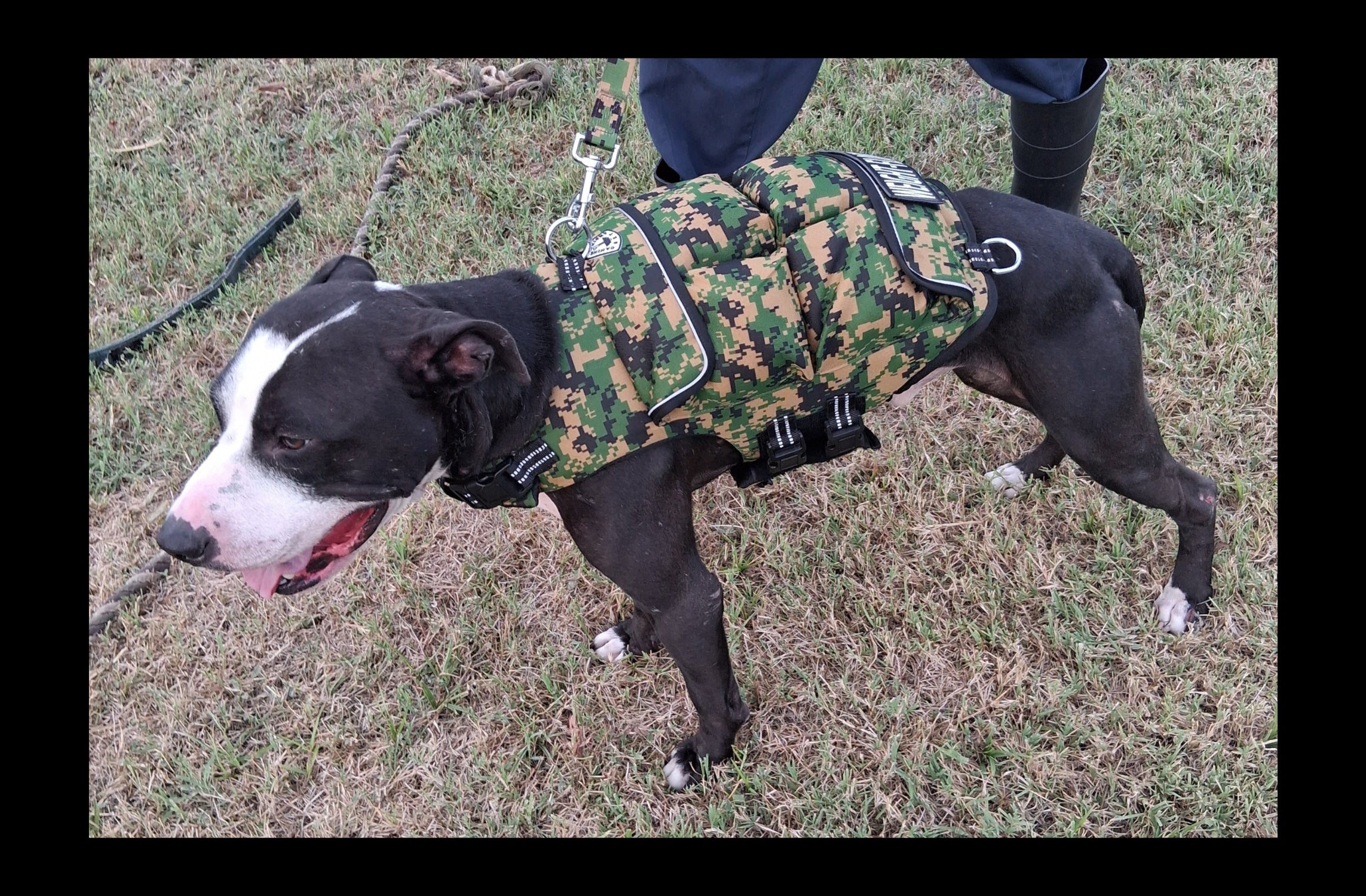 Weighted + Floatation Swimming + Pulling Attachment 3 In 1 Dog Vest