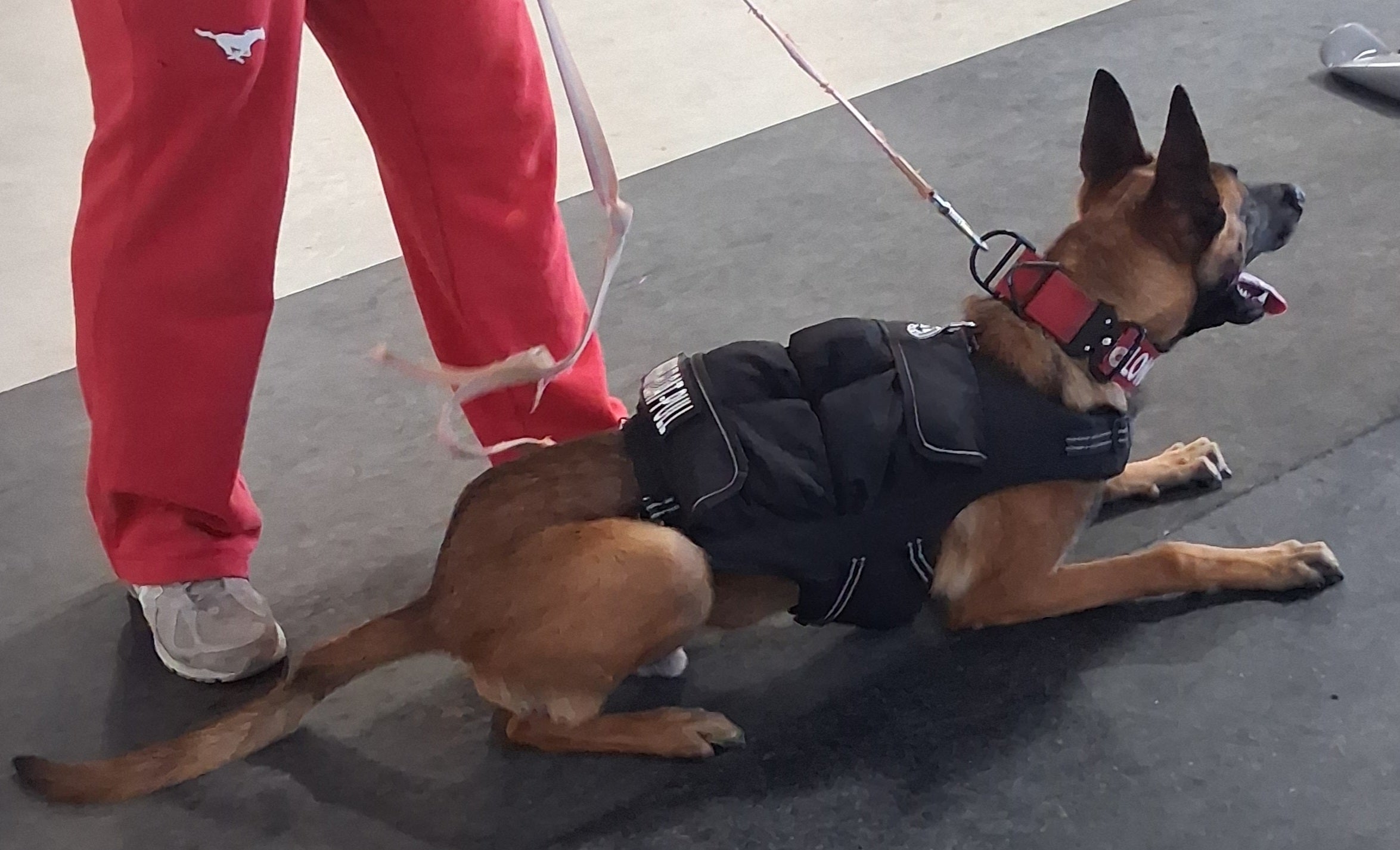 Weighted + Floatation Swimming + Pulling Attachment 3 In 1 Dog Vest