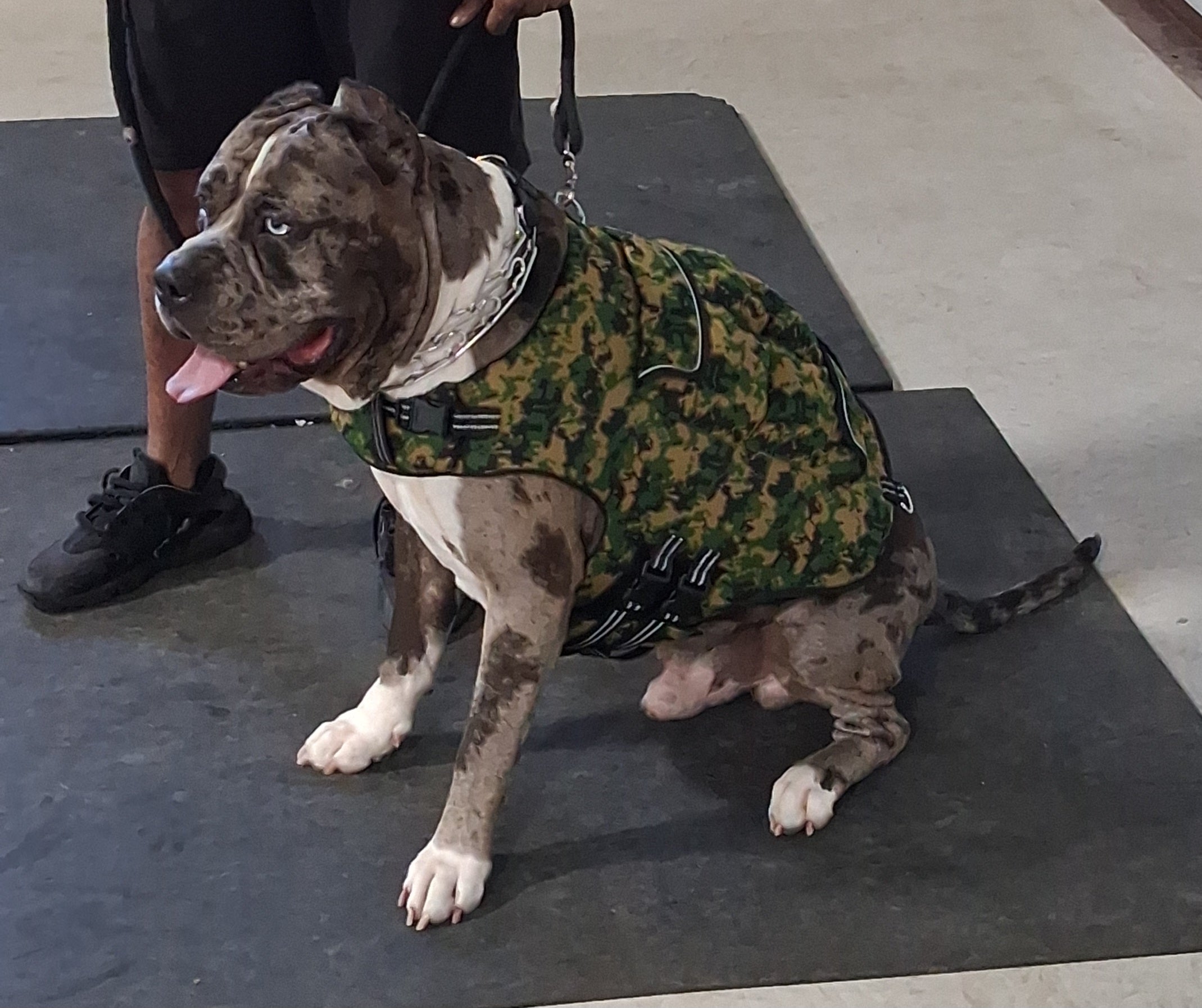 Weighted + Floatation Swimming + Pulling Attachment 3 In 1 Dog Vest