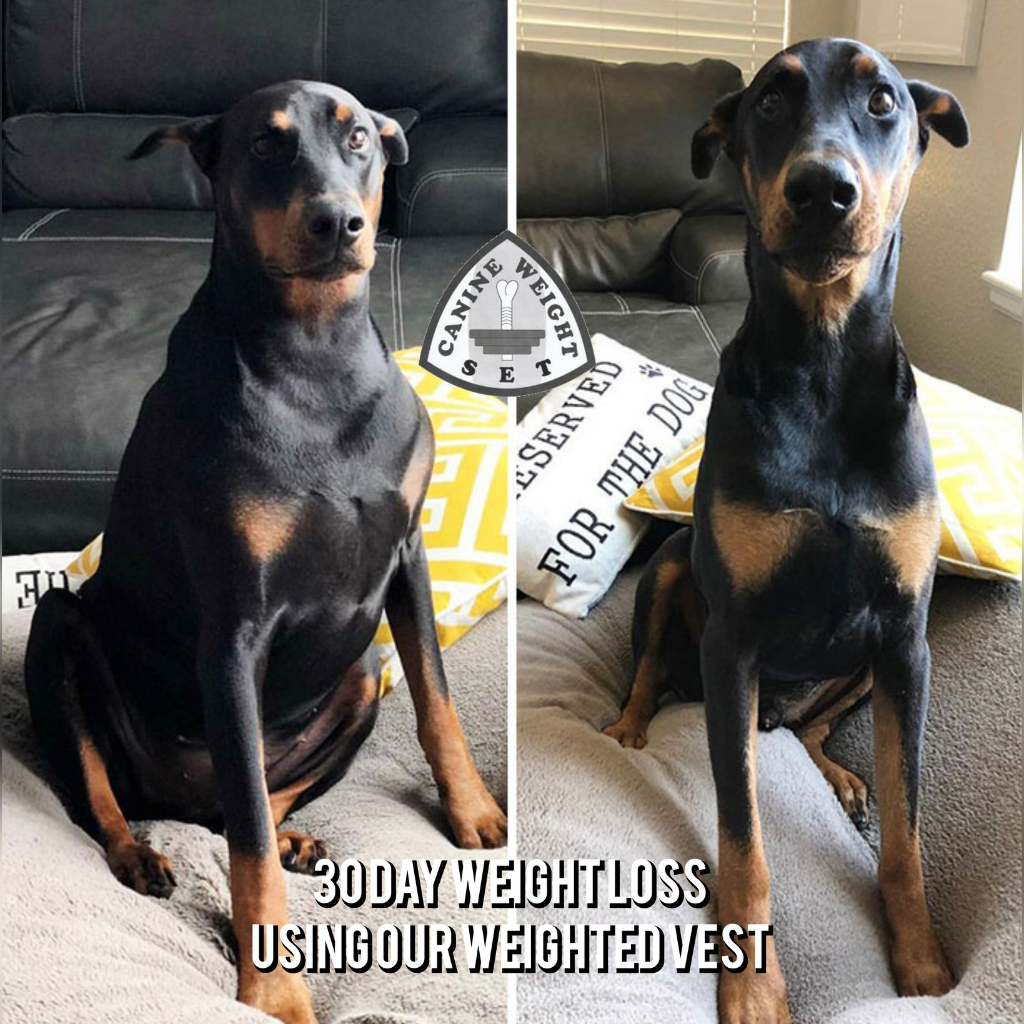 Weighted + Floatation Swimming + Pulling Attachment 3 In 1 Dog Vest - CANINE WEIGHT SET®