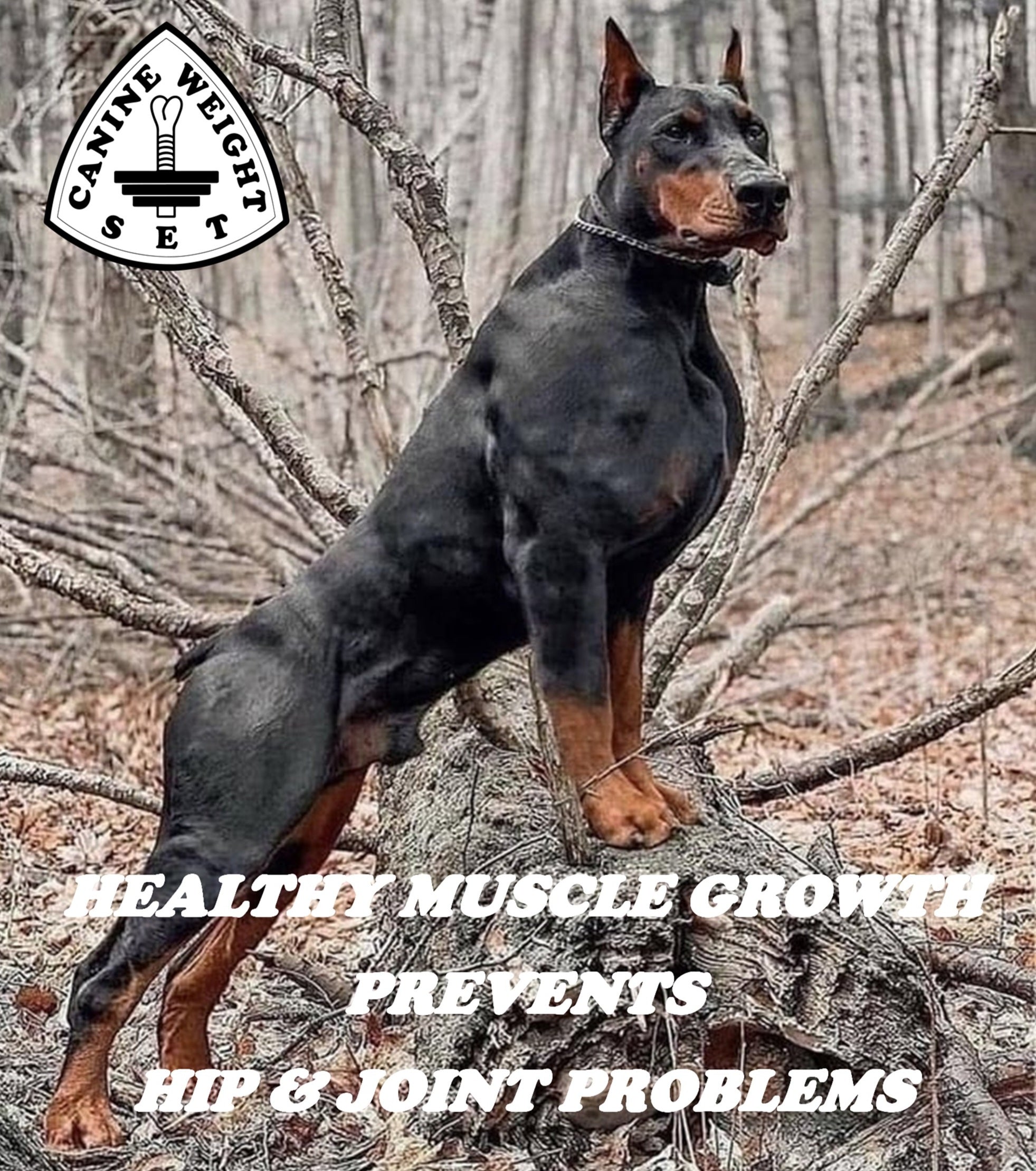 Muscle Gainer Dog Treats Soft Chew - CANINE WEIGHT SET®