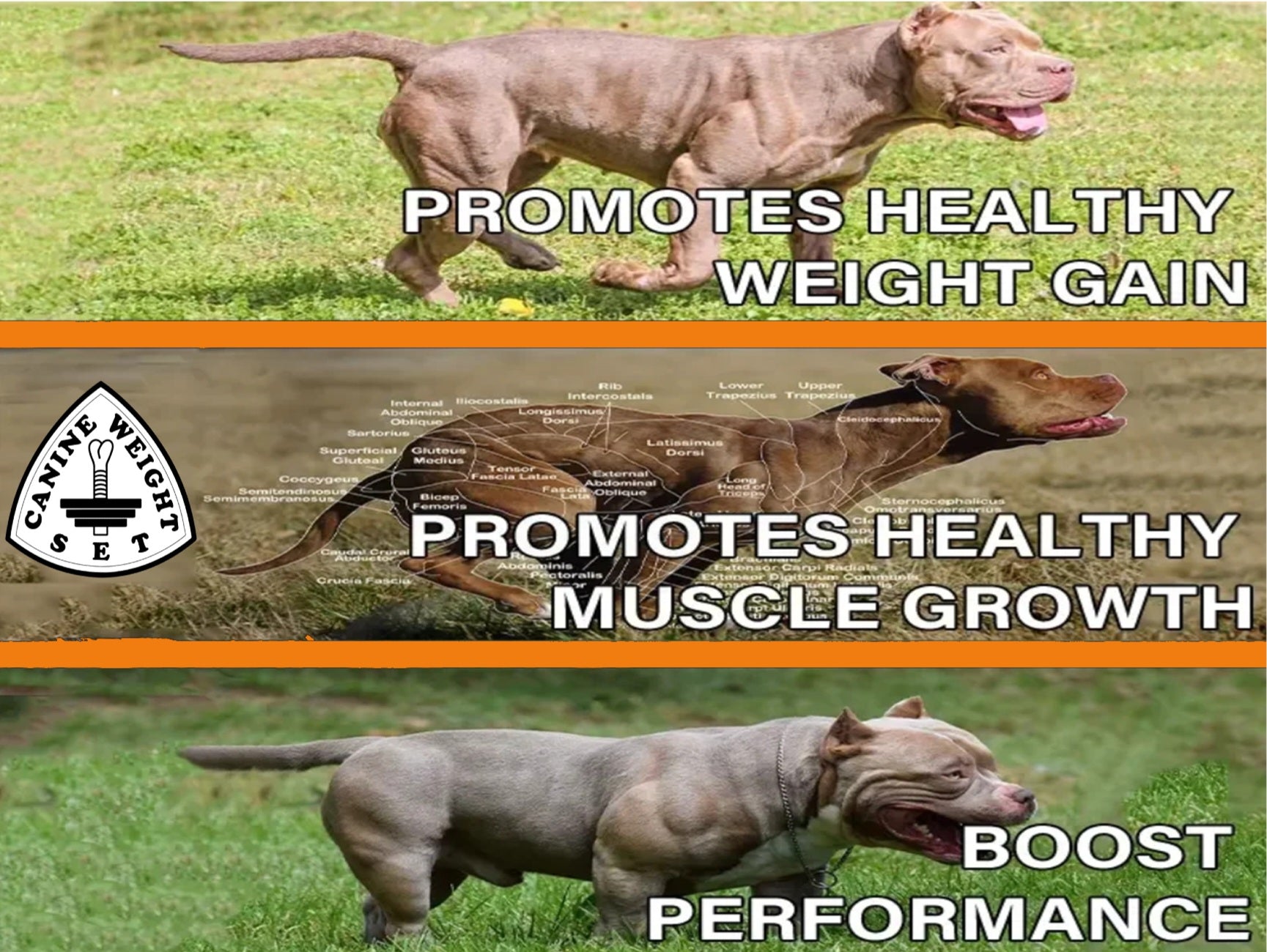Muscle Gainer Dog Treats Soft Chew - CANINE WEIGHT SET®