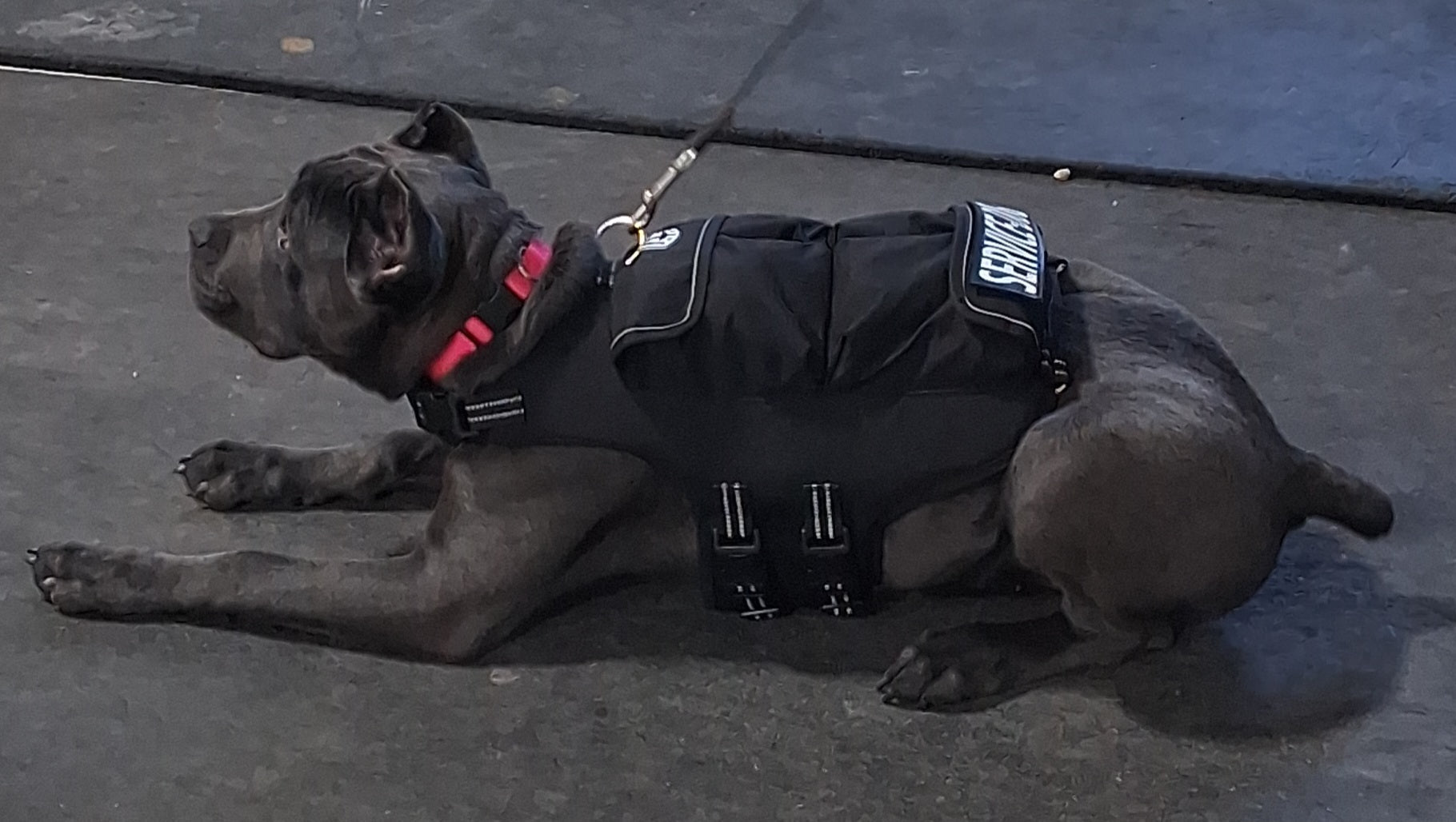 Weight + Float + Pulling Attachment 3 In 1 Dog Vest - Free Size ExchangesWeighted Dog VestSmallCamouflage