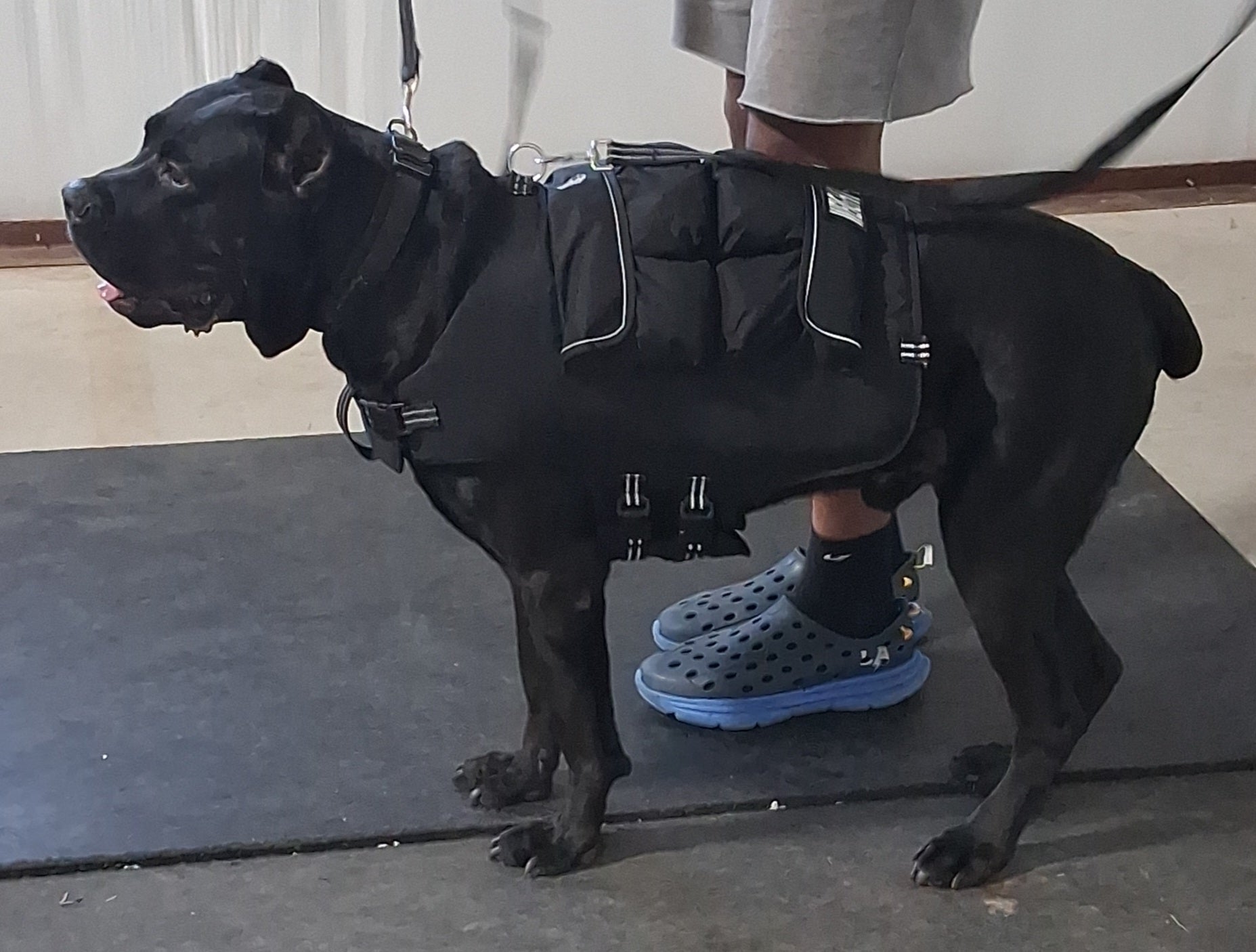 Weight + Float + Pulling Attachment 3 In 1 Dog Vest - Free Size ExchangesWeighted Dog VestSmallCamouflage