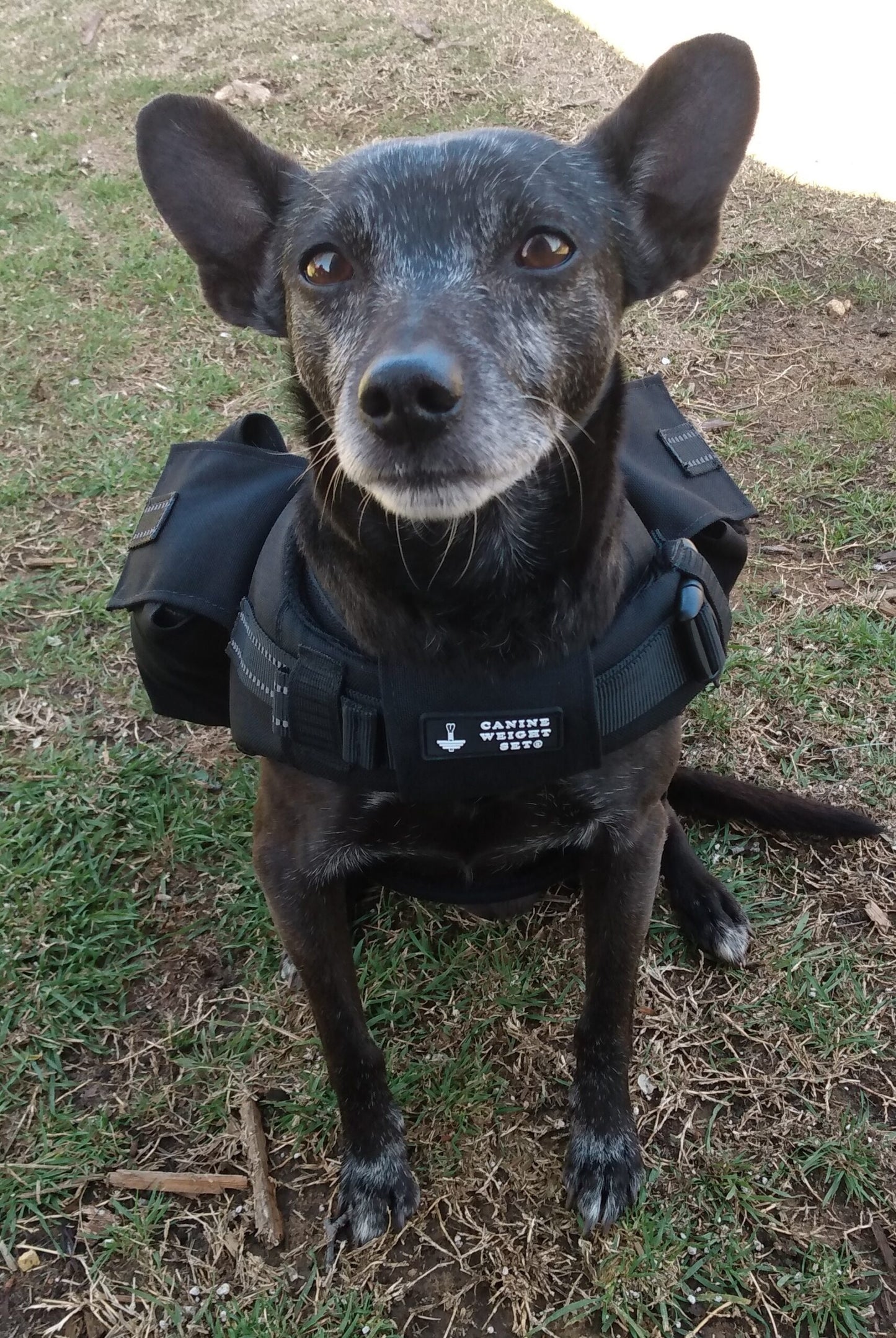 CANINE WEIGHT SET ® Weighted Dog Vest / Floatation Life Vest - CANINE WEIGHT SET®