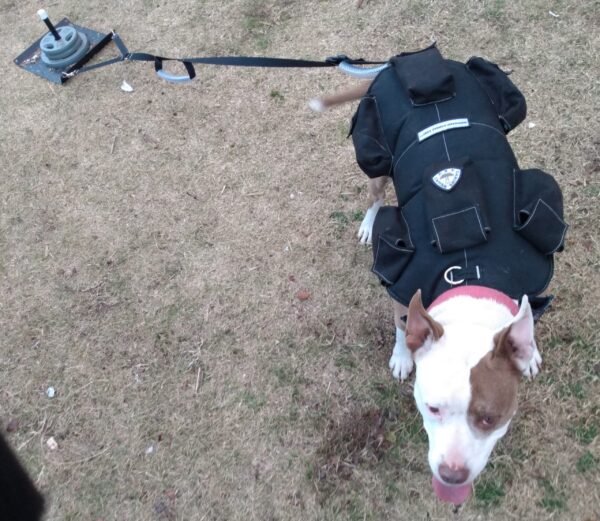 CWS Weighted Dog Sled™ - CANINE WEIGHT SET®
