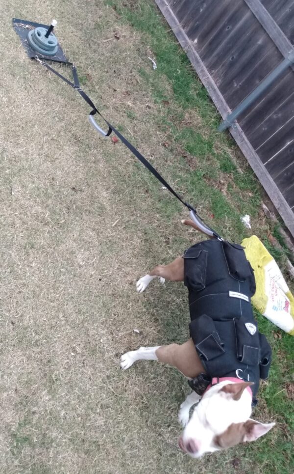 CWS Weighted Dog Sled™ - CANINE WEIGHT SET®