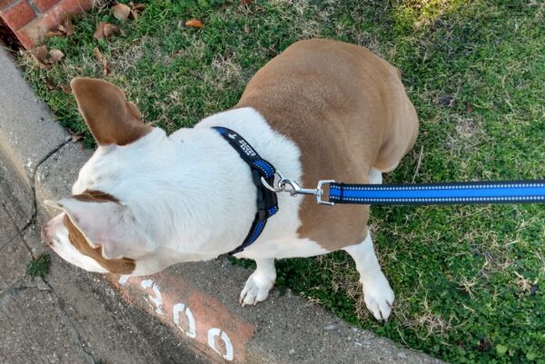 Dual Dog Walker Leash™ - CANINE WEIGHT SET®