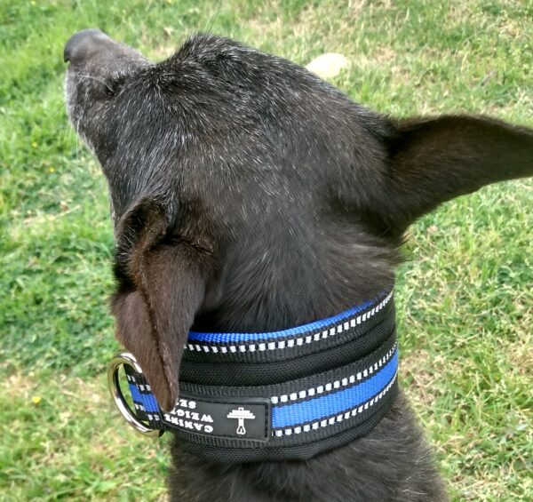 Wide Neck Heavy Duty Dog Collars - CANINE WEIGHT SET®