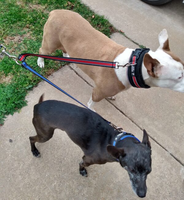 Wide Neck Heavy Duty Dog Collars - CANINE WEIGHT SET®