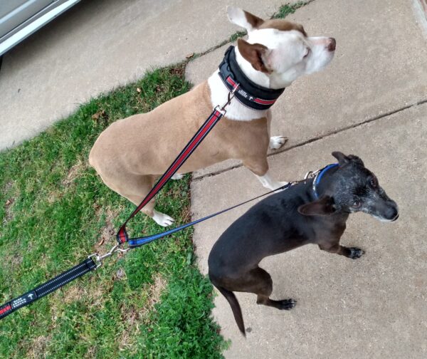 Wide Neck Heavy Duty Dog Collars - CANINE WEIGHT SET®