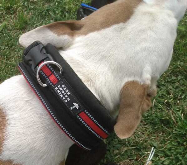 Wide Neck Heavy Duty Dog Collars - CANINE WEIGHT SET®