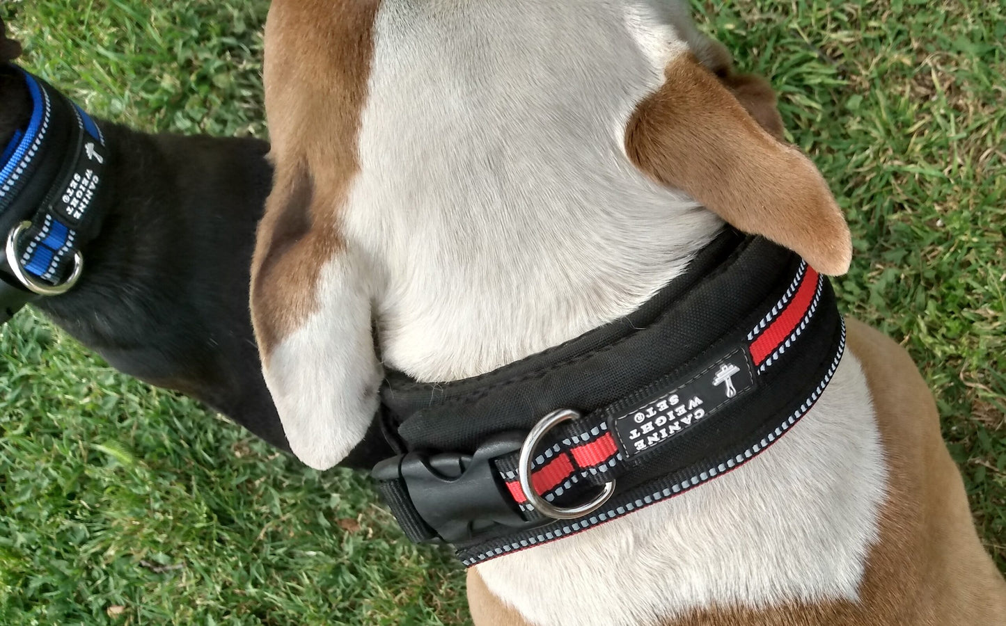 Wide Neck Heavy Duty Dog Collars - CANINE WEIGHT SET®