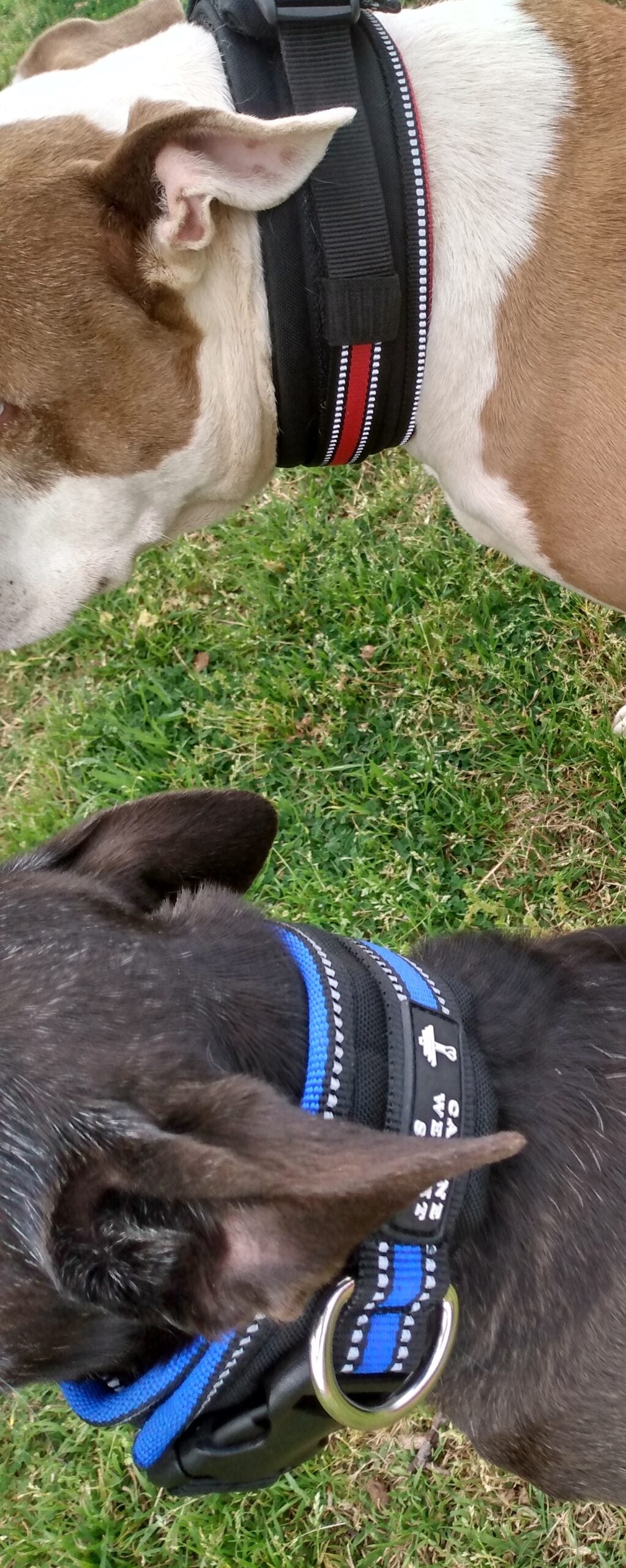 Wide Neck Heavy Duty Dog Collars - CANINE WEIGHT SET®