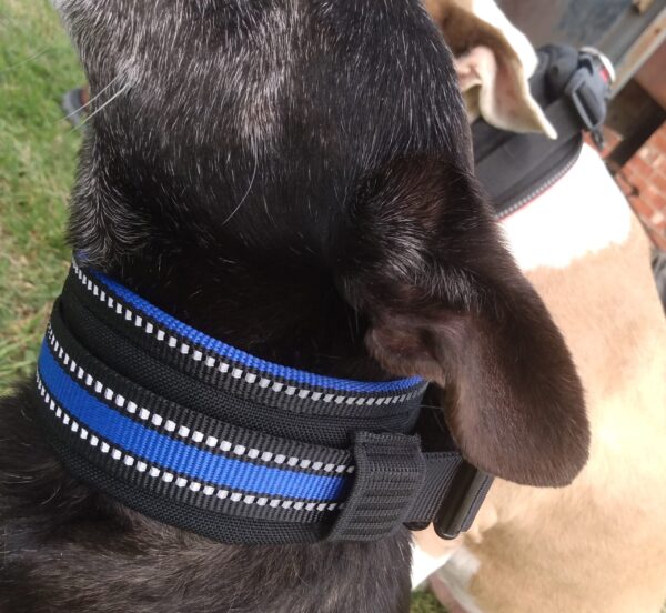 Wide Neck Heavy Duty Dog Collars - CANINE WEIGHT SET®