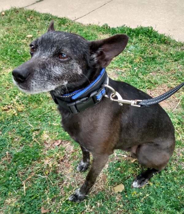 Wide Neck Heavy Duty Dog Collars - CANINE WEIGHT SET®