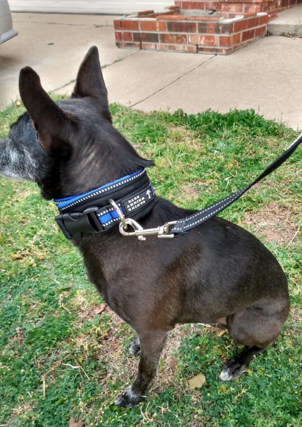 Wide Neck Heavy Duty Dog Collars - CANINE WEIGHT SET®