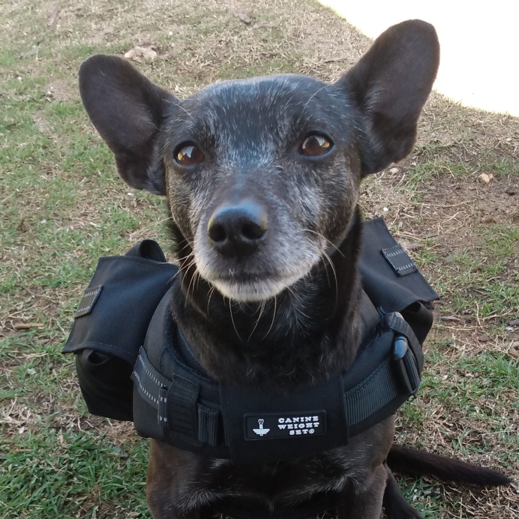 Weighted + Floatation Swimming + Pulling Attachment 3 In 1 Dog Vest - CANINE WEIGHT SET®