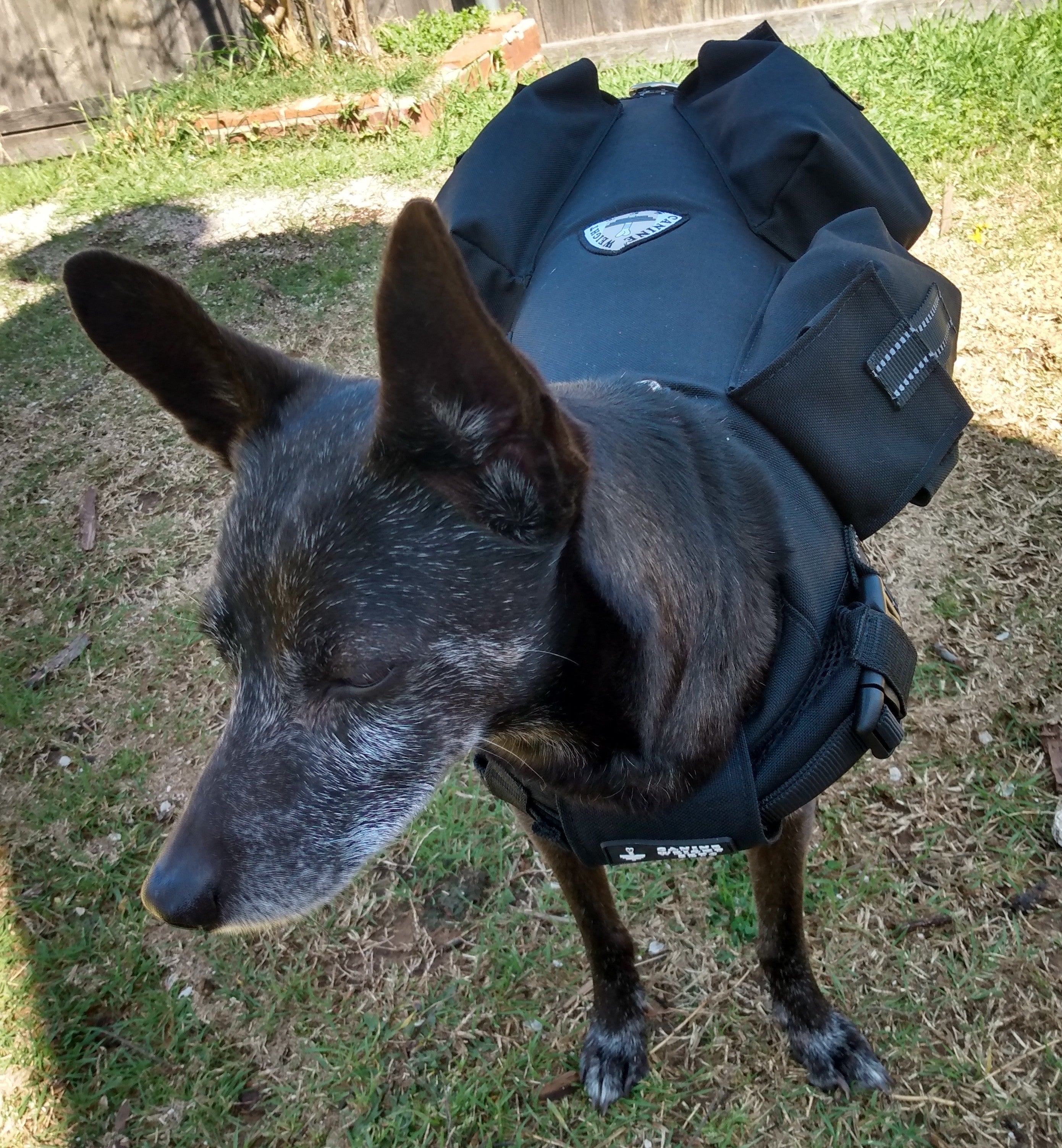 WHOLESALE - CANINE WEIGHT SET®