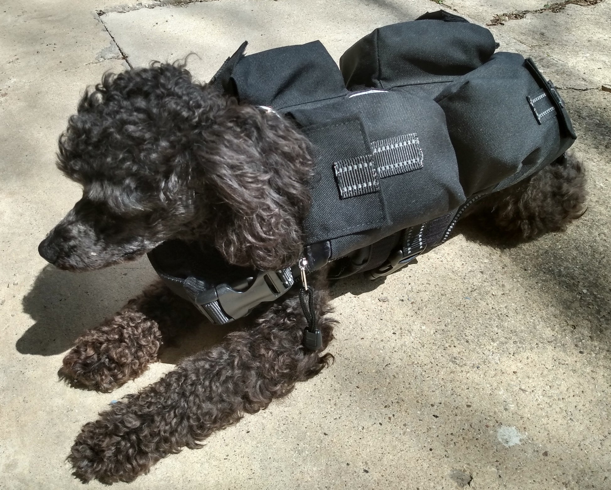 CWS Weighted Dog Vest + Flotation Vest - FREE Weight Bags - Small 10 Pounds