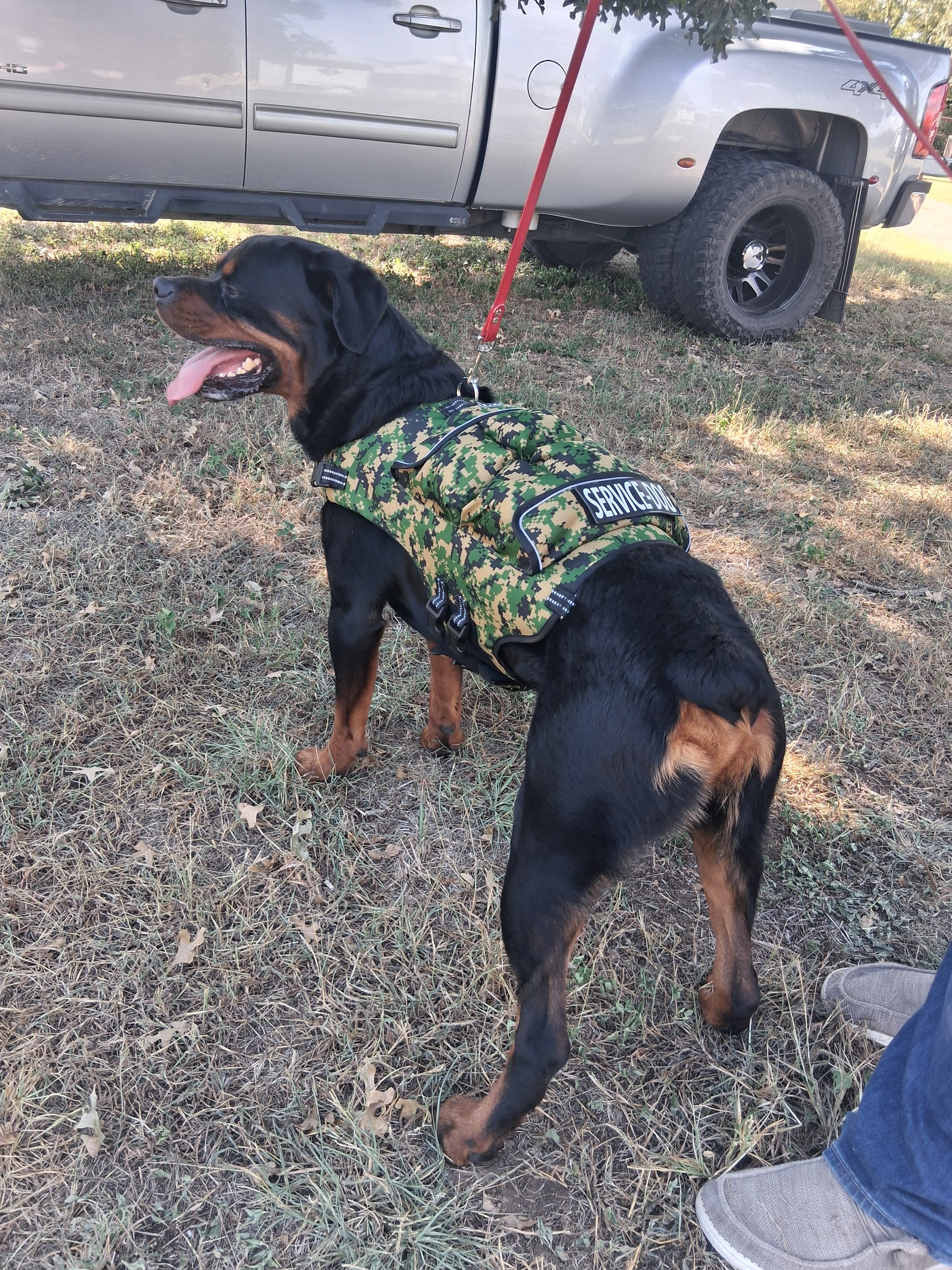 Weighted + Floatation Swimming + Pulling Attachment 3 In 1 Dog Vest