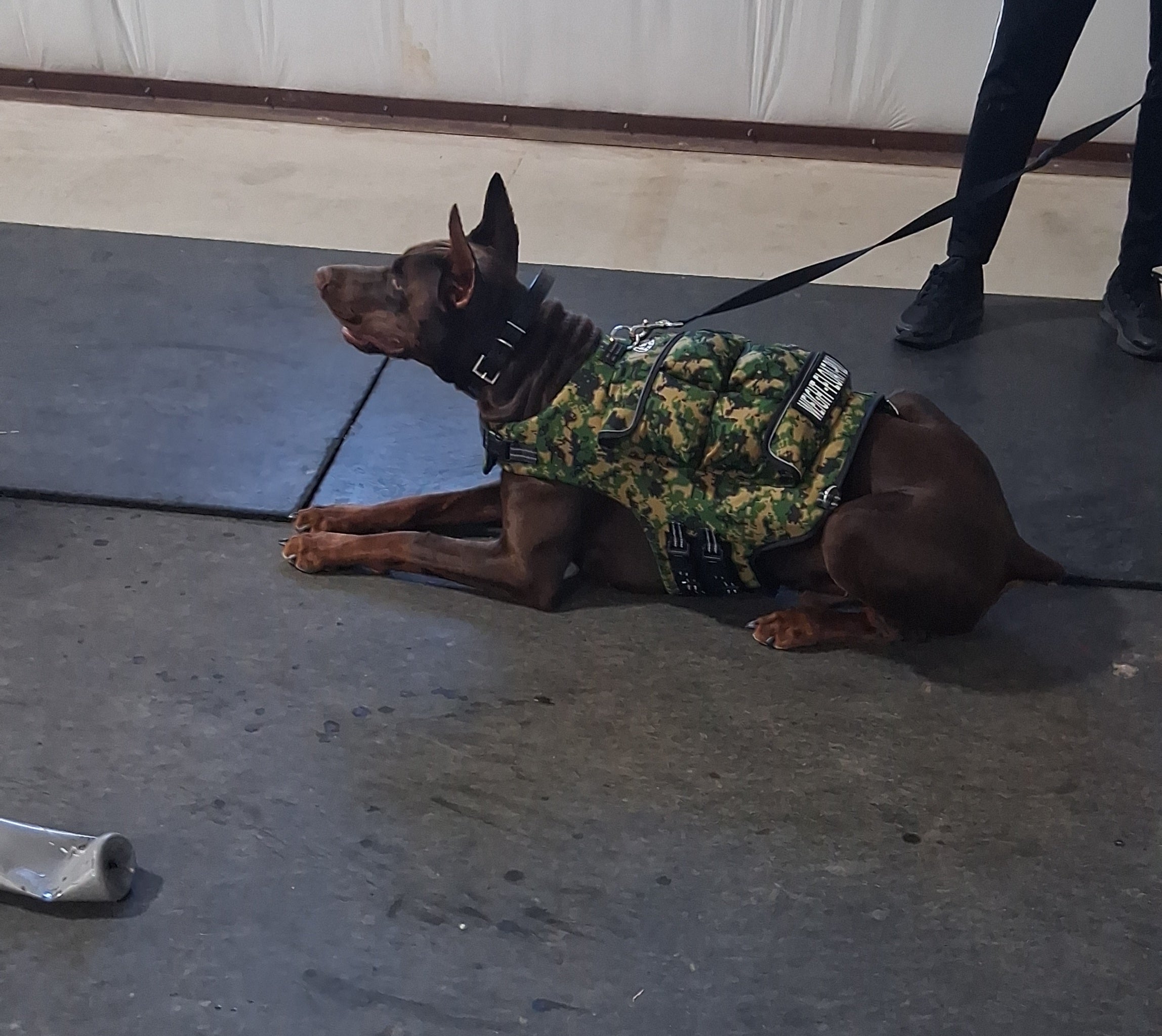 Weighted + Floatation Swimming + Pulling Attachment 3 In 1 Dog Vest